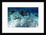Olive Sea Snake by Anonymous