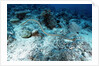 Olive Sea Snake by Anonymous