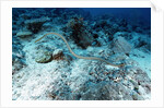 Olive Sea Snake by Anonymous