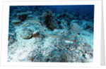 Olive Sea Snake by Anonymous