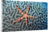Starfish on Coral by Anonymous