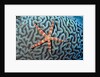 Starfish on Coral by Anonymous