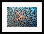 Starfish on Coral by Anonymous
