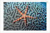 Starfish on Coral by Anonymous