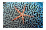 Starfish on Coral by Anonymous