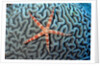 Starfish on Coral by Anonymous