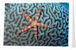 Starfish on Coral by Anonymous