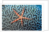 Starfish on Coral by Anonymous