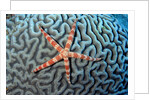 Starfish on Coral by Anonymous