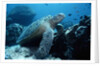 Green Sea Turtle by Anonymous