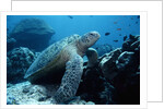 Green Sea Turtle by Anonymous
