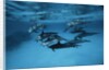 Pod of Dolphins by Anonymous