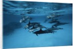 Pod of Dolphins by Anonymous