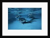Pod of Dolphins by Anonymous