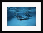 Pod of Dolphins by Anonymous