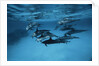 Pod of Dolphins by Anonymous