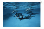 Pod of Dolphins by Anonymous