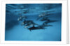 Pod of Dolphins by Anonymous