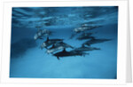 Pod of Dolphins by Anonymous