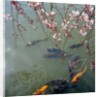 Fish swimming under cherry blossom by Anonymous