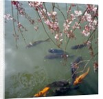 Fish swimming under cherry blossom by Anonymous