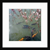 Fish swimming under cherry blossom by Anonymous
