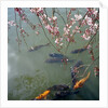 Fish swimming under cherry blossom by Anonymous