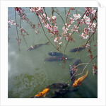 Fish swimming under cherry blossom by Anonymous