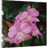 Orchids by Anonymous