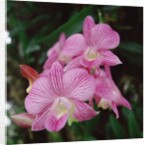 Orchids by Anonymous