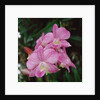 Orchids by Anonymous