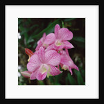 Orchids by Anonymous