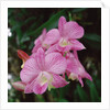 Orchids by Anonymous