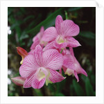 Orchids by Anonymous