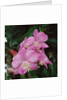 Orchids by Anonymous