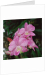 Orchids by Anonymous