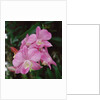 Orchids by Anonymous