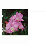 Orchids by Anonymous
