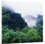 Tropical Rainforest Thailand by Anonymous