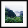 Tropical Rainforest Thailand by Anonymous