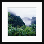 Tropical Rainforest Thailand by Anonymous
