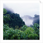 Tropical Rainforest Thailand by Anonymous