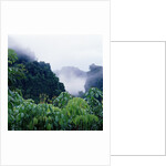 Tropical Rainforest Thailand by Anonymous