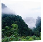 Tropical Rainforest Thailand by Anonymous