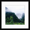 Tropical Rainforest Thailand by Anonymous