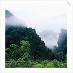 Tropical Rainforest Thailand by Anonymous