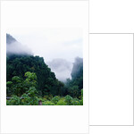 Tropical Rainforest Thailand by Anonymous
