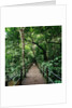 Wooden Bridge Thailand by Anonymous