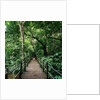 Wooden Bridge Thailand by Anonymous
