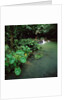 Waterfall Thailand by Anonymous
